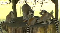 Babyboom lemurů ve zlínské zoo