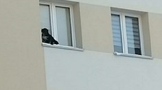 Muž zavřel psa na parapet okna v 9. patře. Zvíře se klepalo strachy
