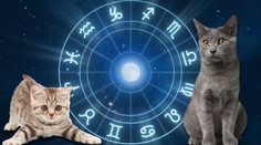 VELKÝ KOČIČÍ HOROSKOP: Jaký bude mít vaše kočka rok 2014?