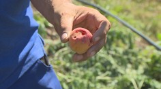 Řada sadařů přišla kvůli krupobití o úrodu. Nejhůře dopadly meruňky