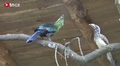 ZOO se chlubí cizím peřím, vzácené ptáky jí půjčil sběratel