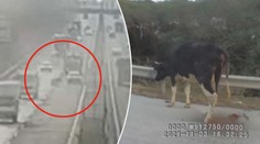 Kráva vyskočila za jízdy z kamionu na dálnici. Řidiči byli v šoku
