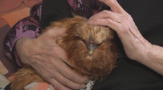 Terapeuty vystřídala drůbež. V Mlékovicích pomáhá seniorům