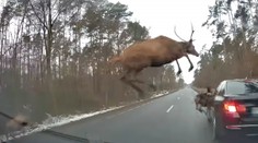 Řidiče šokovalo stádo jelenů. Naskákali mu na jeho BMW! VIDEO