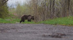 Na Zlínsku vyfotili medvěda! Podle ochránců se jich tam toulá víc