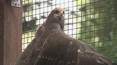Senior měl zabít jestřába a káně, hrozí mu pět let vězení