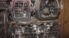 Veterináři bijí na poplach! Přibývá otřesných případů týrání zvířat