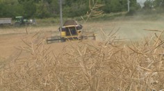 Zemědělci hodnotí sklizeň jako nadprůměrnou. Zdražování pečiva ale nezastaví