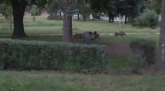 Divoká prasata se přemnožila a běžně chodí do parků ve městech! VIDEO
