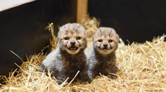 Smutná zpráva z ústecké zoo. Jedno z gepardích mláďat zemřelo