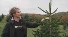 Vánoční stromky letos podraží. Lidé zaplatí o desítky korun více