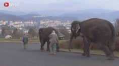 ZKLAMÁNÍ: Inseminace slonice Delhi se nepovedla!