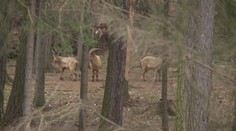 Zvířata ze zoo pořád běhají venku! Utekla při vichřici Eberhard