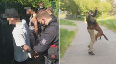 Dva podivní týpci tlačili cizího harleye. Zadržel je pejskař s fenkou Elishou