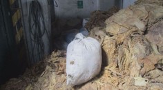 Celníci našli ve skladu obří zásilku pašovaného tabáku! Vážili ji měsíc