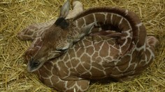 První mládě roku 2016! Brněnská zoo se pochlubila malou žirafou