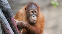 Tragická nehoda v pražské zoo. Při hře zahynul pětiletý orangutan