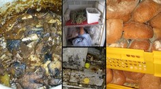 Foto pro silné žaludky! Tyto hnusy našli v restauracích a obchodech