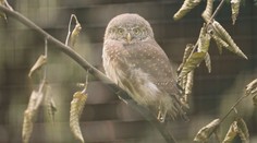 Ostravská zoo získala unikátní přírůstek. Jde o nejmenší sovu v Evropě
