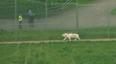 Ošetřovatelku v zoo zabil tygr. Dostal se za ní do výběhu! VIDEO