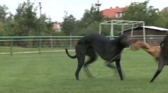 Chrtí šampion je dvakrát rychlejší než vrcholoví lidští sprinteři