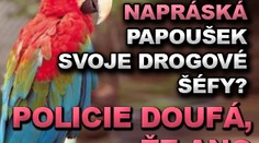 Napráská papoušek svoje drogové šéfy? Policie doufá, že ano