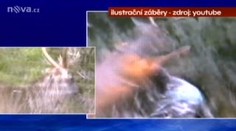 VIDEO: Jelen Sika působí v Česku myslivcům problémy. Je agresivní