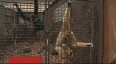 V ostravské zoo se narodilo vzácné mládě gibbona. Podívejte se na něj