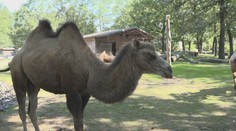 Zoo v Saské Kamenici není největší, přesto tam míří návštěvníci i z Česka