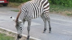 Exotický návštěvník: Po slovenském sídlišti se promenádovala zebra