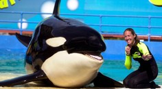 Po 53 letech svobodný život. Slavná kosatka Lolita se zřejmě vrátí do oceánu