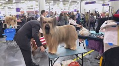 V USA proběhla jedna z nejstarších zvířecích výstav. Zúčastnilo se jí 2 500 psů