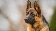 Policista nechal psa Axela zavřeného v autě. Ovčák ve vedrech zemřel