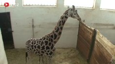 V ústecké zoo se narodilo mládě žirafy. Podívejte se