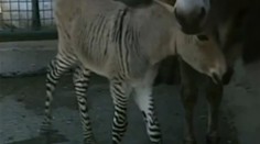 Ze zoo utekla zebra a spustila se s oslicí. Narodil se mutant! VIDEO
