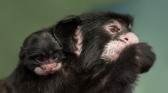 Radost v pražské zoo: Narodilo se mládě vzácného tamarína