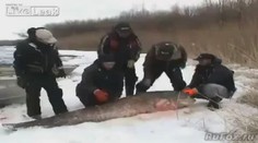 VIDEO: Takového sumce jste ještě neviděli