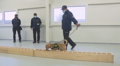 VIDEO: Pomoc v boji s koronavirem. Čeští psi se učí poznat nakažené