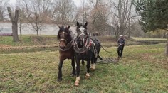 V zámeckém parku v Pardubicích se prohání koně. Udržují trávník a rovnají krtiny