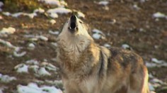 Vlků v Česku přibývá. S jedním se setkala žena na Českolipsku