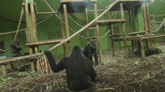Jak Moja změnila chov goril v Česku? Chovatel prozradil šokující detaily