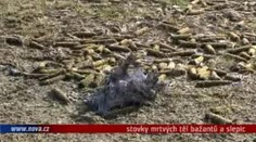 VIDEO: Farma plná mrtvých bažantů, majiteli hrozí pokuta