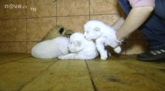 VIDEO: V zoo se narodila mláďata BÍLÉHO LVA!