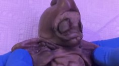 Mimozemšťan nebo malý mutant? Toto stvoření našli v Americe!