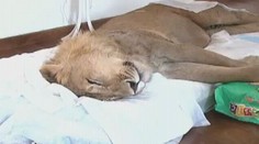 Lev Ariel ZEMŘEL! O jeho život bojovali lidé z celého světa