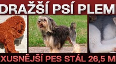 Nejdražší psí plemena: nejluxusnější pes stál 26,5 milionu