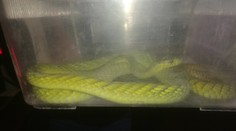 Mamba na útěku překonala několik zahrad! MAPA JEJÍ TRASY