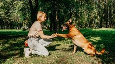 Není mezi nimi i ten váš? Vědci zjistili, která psí plemena jsou nejchytřejší