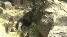 ROZTOMILÉ! V zoo se poprvé ukázala VYDŘÍ MLÁĎATA!