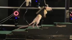Vědci naučili potkany s přerušenou míchou znovu chodit